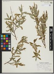 Foto von Salix arbusculoides Andersson